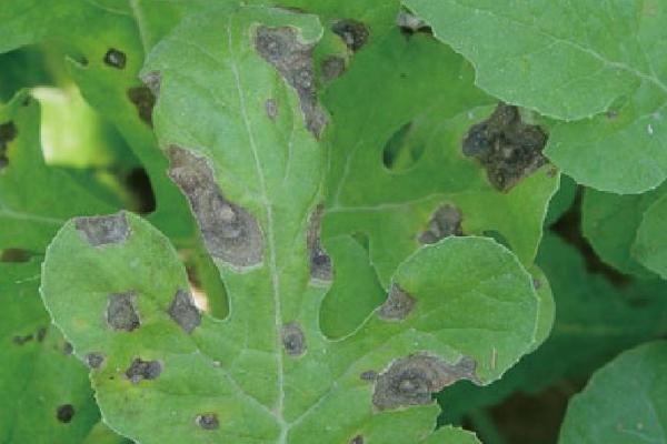 西瓜炭疽病的症状，初期近地面茎蔓变成黑褐色