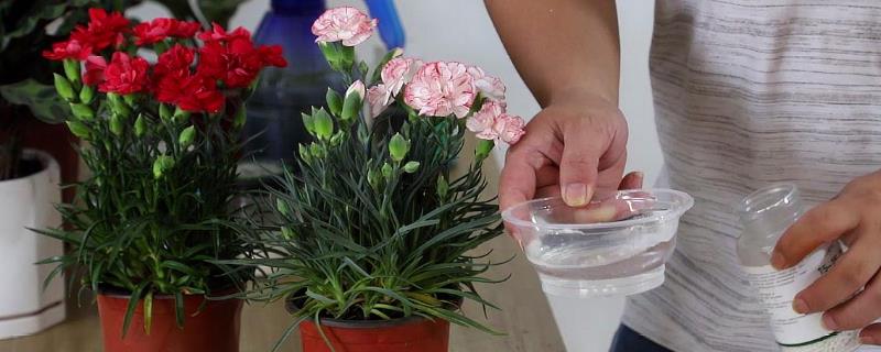 盆栽康乃馨的浇水方法，平时尽可能少浇水