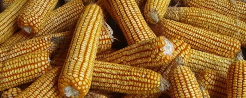 FL876玉米品种的特性，在适应区4月30日左右播种