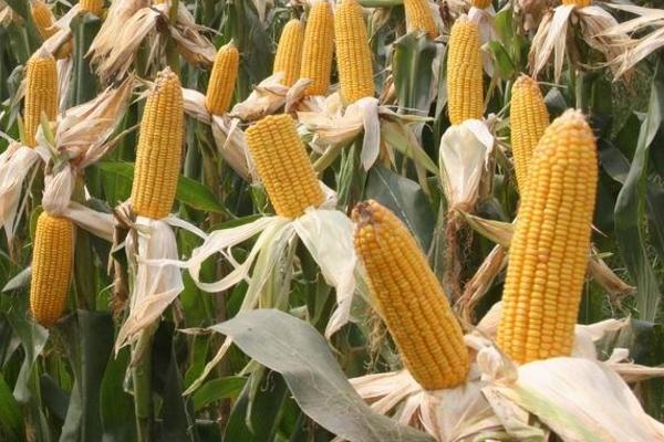 FL876玉米品种的特性，在适应区4月30日左右播种