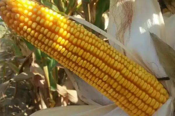 鑫禾6号玉米种子介绍，普通机收玉米品种