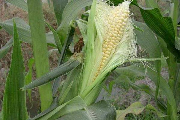 恩玉55玉米种子特点，种植密度不宜过大