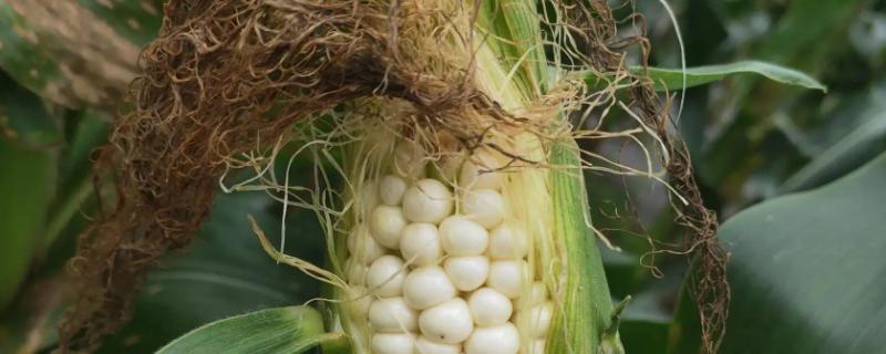 哈滨玉1号玉米种子特点，种植密度不宜过大