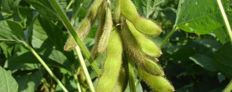 金杉3号大豆种子特征特性，生育期间及时中耕管理