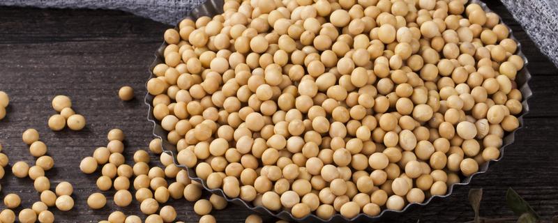 华疆18大豆品种的特性，该品种亚有限结荚习性