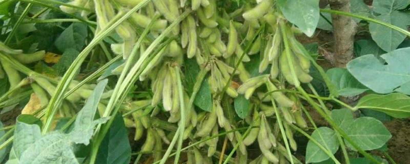 齐农10号大豆种子简介，在适应区5月上旬播种