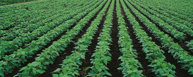 星农14号大豆品种简介，在适应区5月上旬播种