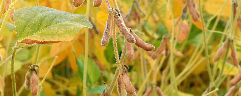 红研12号大豆种子介绍，在适应区5月中上旬播种