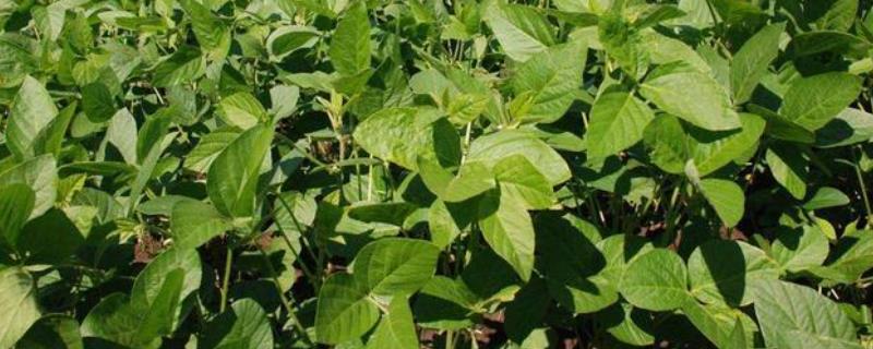星农12号大豆种子特征特性，高油品种