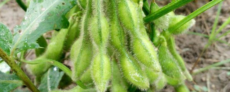 齐农12号大豆品种的特性，生育期间喷施叶面肥1～2次