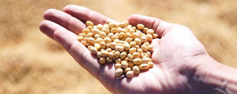 龙达6号大豆种子特点，该品种无限结荚习性