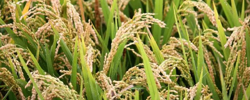 稼禾8号水稻种简介，该品种主茎12片叶