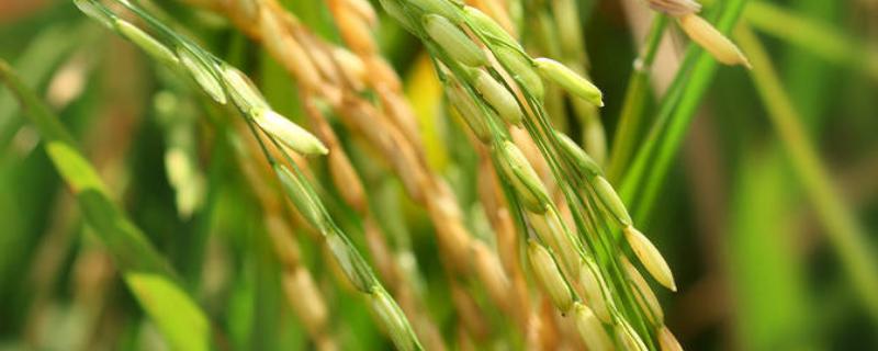 富稻1水稻种简介，该品种主茎13片叶