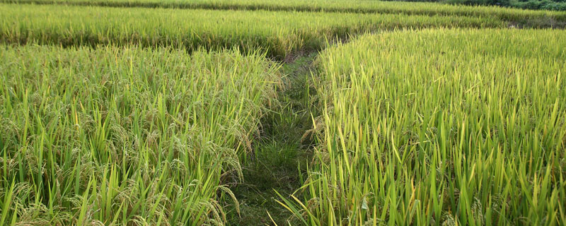 天隆粳311水稻种子介绍，该品种主茎11片叶