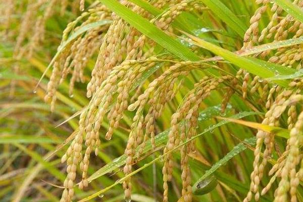 方圆308水稻品种简介，该品种主茎11片叶