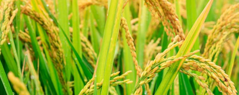 绥稻7号水稻种简介，该品种主茎12片叶