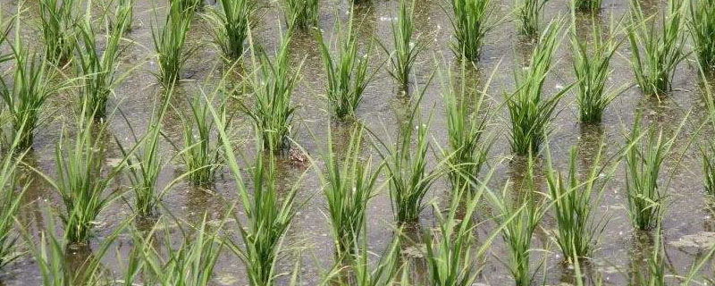 松粳48水稻品种简介，该品种主茎14片叶