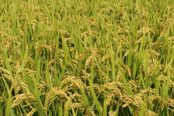 育龙34水稻品种简介，该品种主茎14片叶