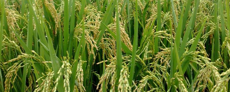 中农粳865水稻种简介，糯稻品种