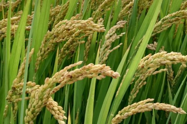 东富107水稻种子特征特性，该品种主茎14片叶