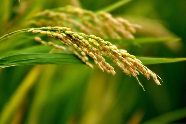 鸿源19水稻种子介绍，该品种主茎9片叶