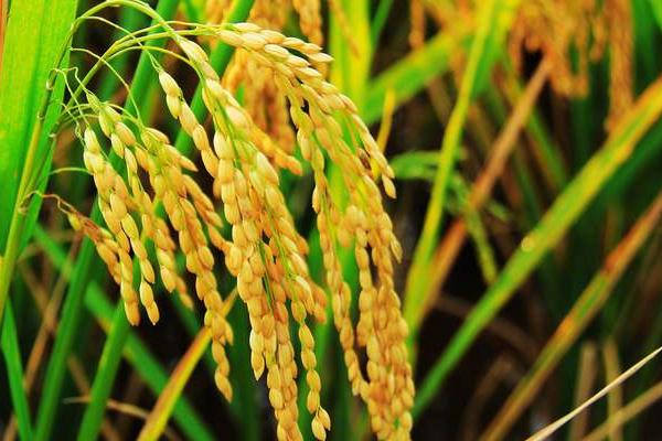 沃科收1号水稻种子简介，香稻品种