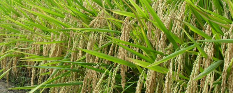 普育1616水稻种子简介，该品种主茎14片叶