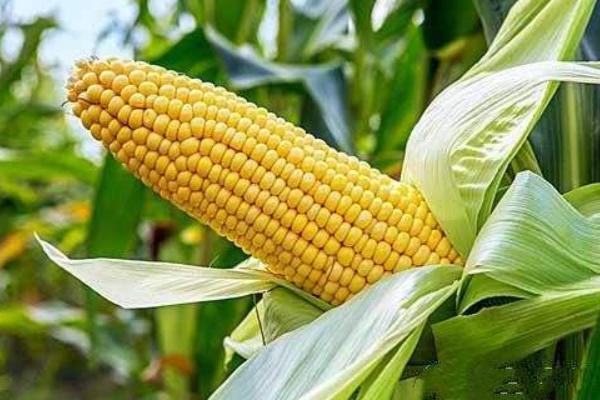 晶煌17号玉米种子特征特性，该品种品质总评分88.1分