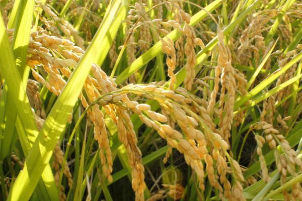 沪旱106水稻种子特征特性，特早熟粳型常规水稻品种