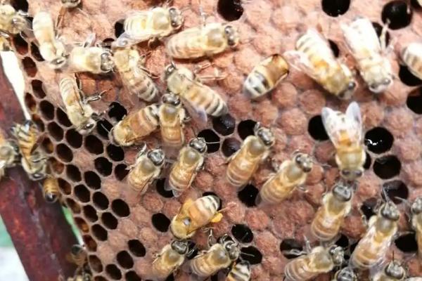工蜂产卵的好处，能延长产卵工蜂的寿命