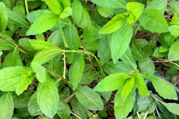 哪些野菜能吃，香椿、蕨菜、马兰头等都很受欢迎