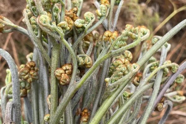 哪些野菜能吃，香椿、蕨菜、马兰头等都很受欢迎