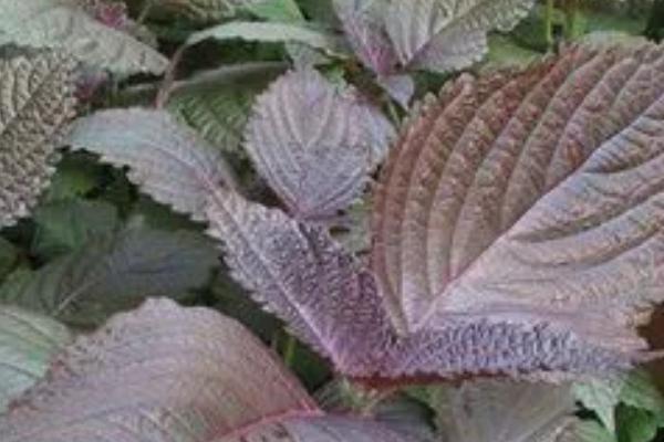 哪些野菜能吃，香椿、蕨菜、马兰头等都很受欢迎