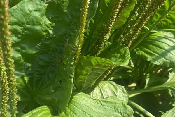 哪些野菜能吃，香椿、蕨菜、马兰头等都很受欢迎