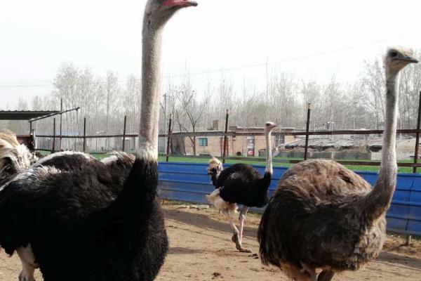 1亩地可以养多少只鸵鸟，通常可以养10只左右
