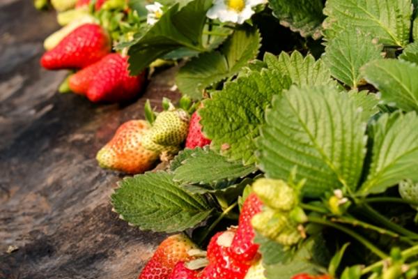 全国哪里草莓种植面积最大，山东是全国草莓种植面积最大的省份