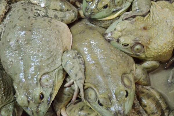 牛蛙的食物，蝌蚪期和成蛙期的食物不同