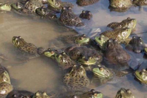 牛蛙的食物，蝌蚪期和成蛙期的食物不同