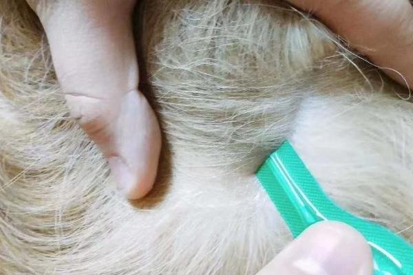 猫三联和驱虫能一起吗，可以和体外驱虫一起