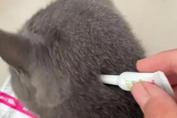 猫三联和驱虫能一起吗，可以和体外驱虫一起