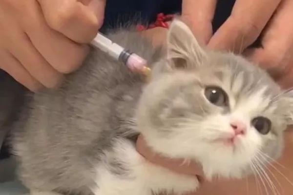 猫三联和驱虫能一起吗，可以和体外驱虫一起