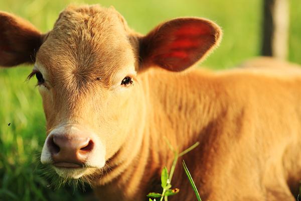 小牛吃土的原因，可能是养殖条件较差或饲料营养不足等导致