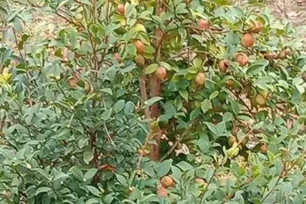 茶籽的播种方法，可进行穴播、每穴播种3粒左右