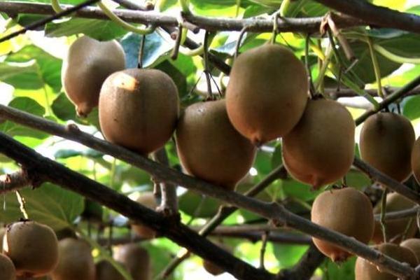 猕猴桃着色期落果的原因，营养单一或树势偏旺均会导致