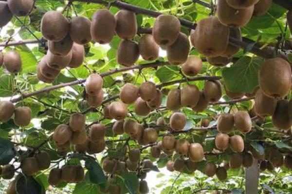 猕猴桃着色期落果的原因，营养单一或树势偏旺均会导致