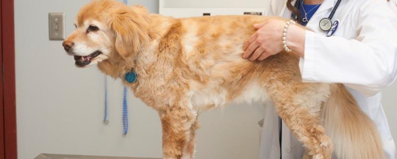 狗狗如果缺乏维生素会有哪些表现，缺乏不同的维生素的症状不同