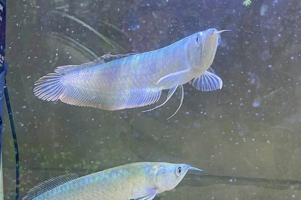 银龙鱼的产地，原产于南美洲的亚马逊河流域及非洲的尼罗河流域等