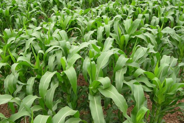 吉农大糯601玉米品种的特性，选择中等以上肥力地块