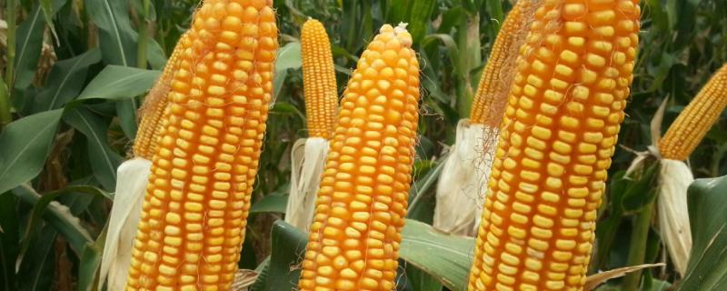 米糯848玉米品种的特性，种植密度不宜过大