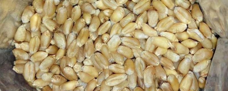 优良小麦的选用依据，根据生产水平、耕作制度等选用良种